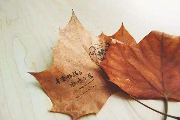 老舍：北平的秋